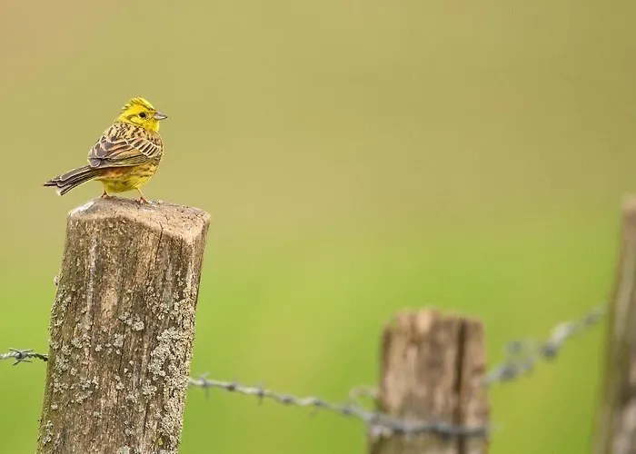 アトランタ ファルケンブルフ
